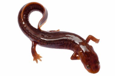 Chinese tsitou salamander newt clipart