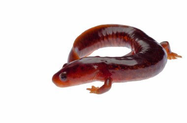 Çin tsitou salamander semender