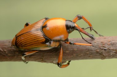 Palm weevil snout beetle clipart