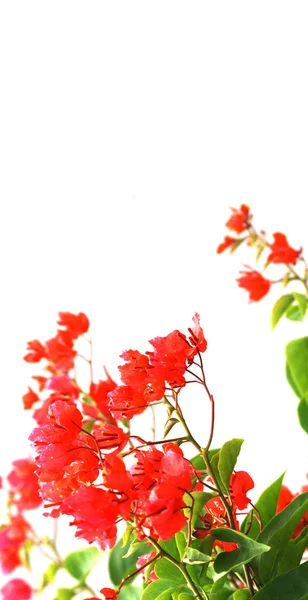 Bahar doğa kırmızı çiçek — Stok fotoğraf