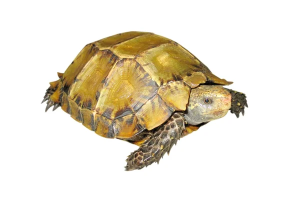Κατοικίδιο ζώο χελώνα impressa εντυπωσιασμένος χελώνα — Φωτογραφία Αρχείου