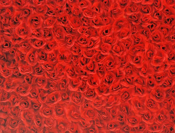 Rote Rose Hintergrund — Stockfoto