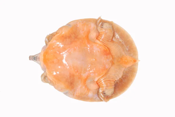 Голодна китайського Тендітний-Shelled Морська черепаха (sinensis далекосхідні черепахи) — стокове фото