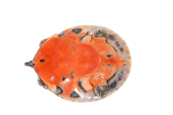 Китайская мягкоскорлупная черепаха (Pelodiscus sinensis) ) — стоковое фото