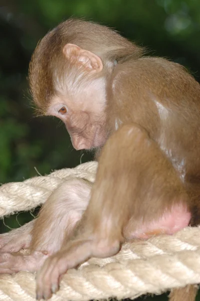 Animal monkey alone — Stock Photo, Image