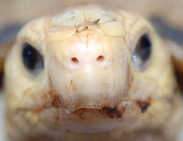 stock image Pet turtle tortoise head