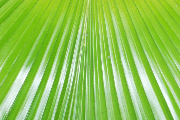 Frunze de palmier — Fotografie, imagine de stoc