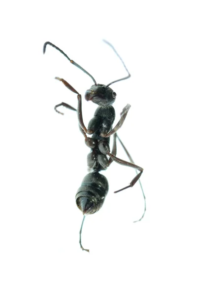 Insecte ant macro isolé — Photo