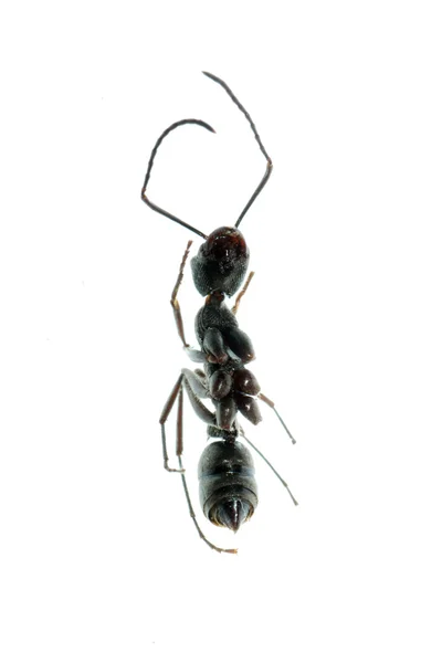 Insect mier macro geïsoleerd — Stockfoto