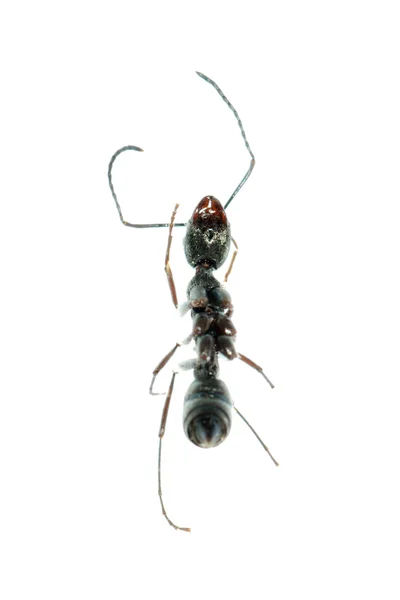 Комаха мураха макро ізольована — стокове фото
