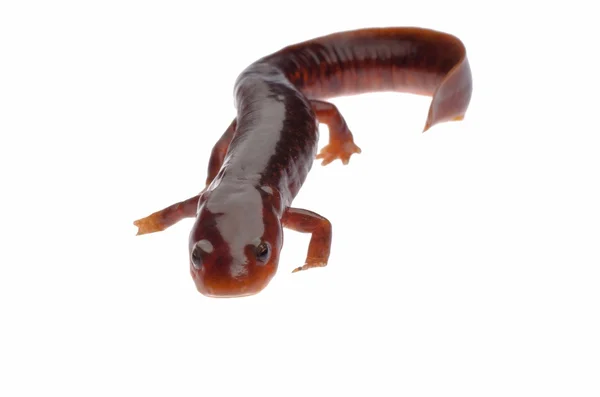 Kinesiska tsitou salamander newt — Stockfoto