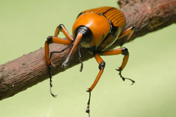 パーム ゾウムシ鼻面甲虫 — ストック写真