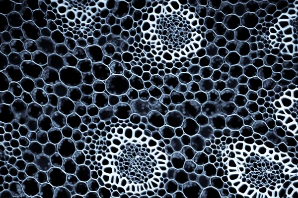 Vetenskap bakgrund växt rot mikroskopiska avsnitt — Stockfoto