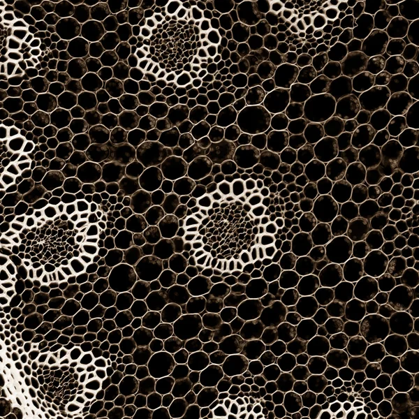 Научный фон микроскопическое сечение корня растения — стоковое фото