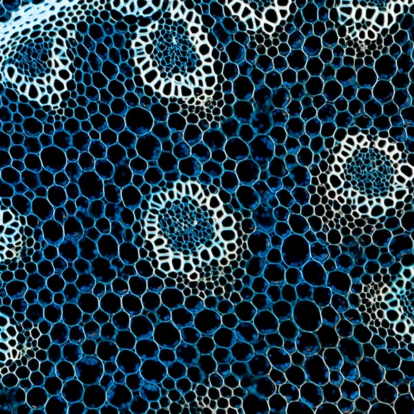 Ciência fundo planta raiz microscópica seção — Fotografia de Stock