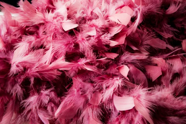 Розовое перо — стоковое фото