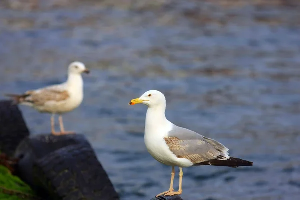 Stock image Seagulls