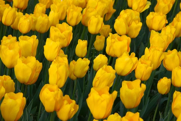 Stock image Tulips