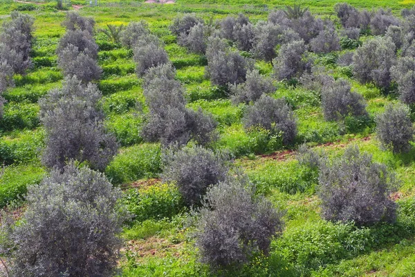 Молоді оливкові гаї — стокове фото