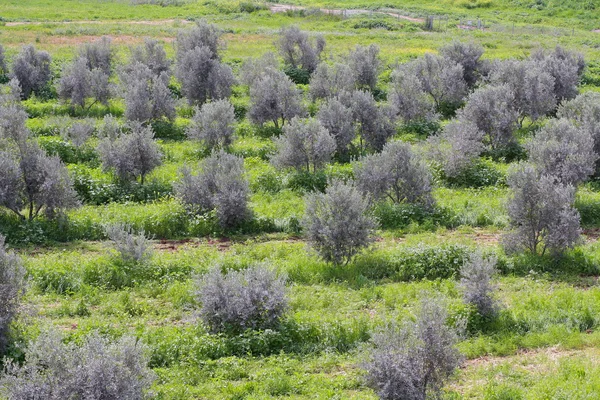 Пейзаж з оливковими деревами — стокове фото