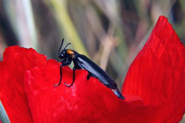 Black Blister beetle on red petal clipart