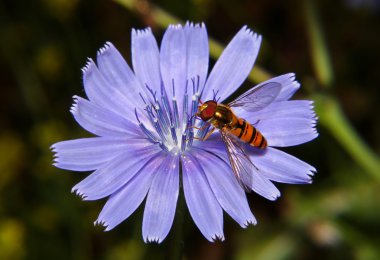 Hoverfly on chicory clipart