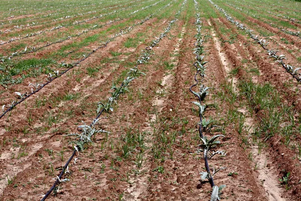Cultivation of artichoke — Stok fotoğraf