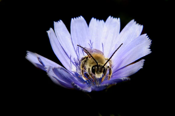 Bee op bloem witloof — Stockfoto