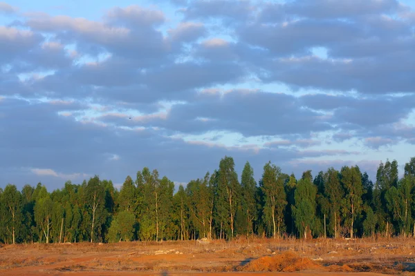 Floresta de eucaliptos ao amanhecer — Fotografia de Stock