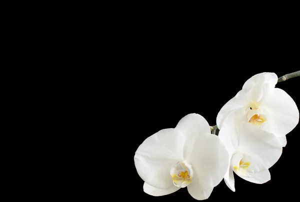 Orchidea bianca nell'angolo destro Foto Stock Royalty Free