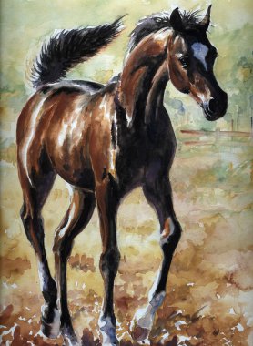 Arabian foal clipart