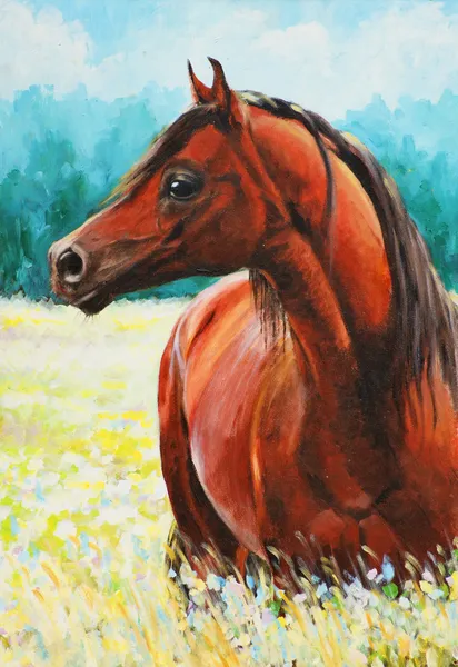 Arabian horse — Stock Photo, Image