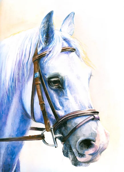Szary konia — Zdjęcie stockowe