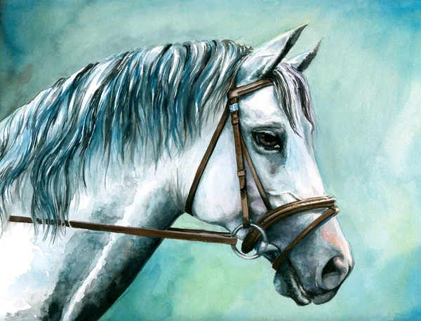 Grå häst — Stockfoto