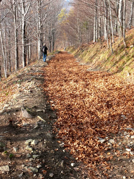 stock image Autumn scene