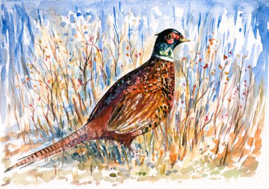 Pheasant clipart