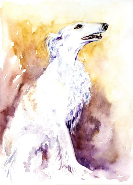 Wolfhound ruso — Foto de Stock