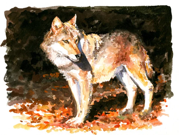 オオカミ水彩画 — ストック写真
