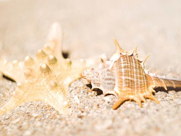 Two clam in the sand — Stock Photo, Image