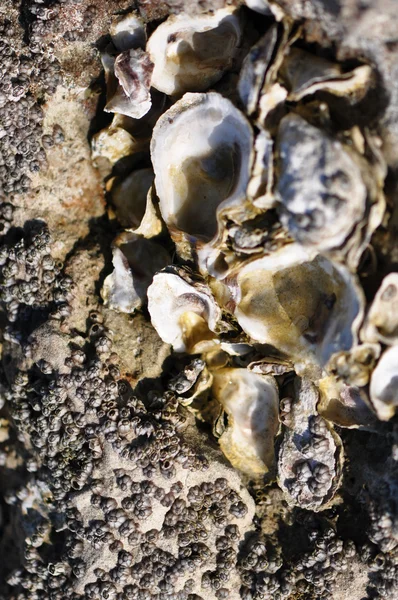 Seepocken und Austern — Stockfoto