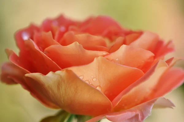 Gotas de água em uma rosa cor de laranja — Fotografia de Stock