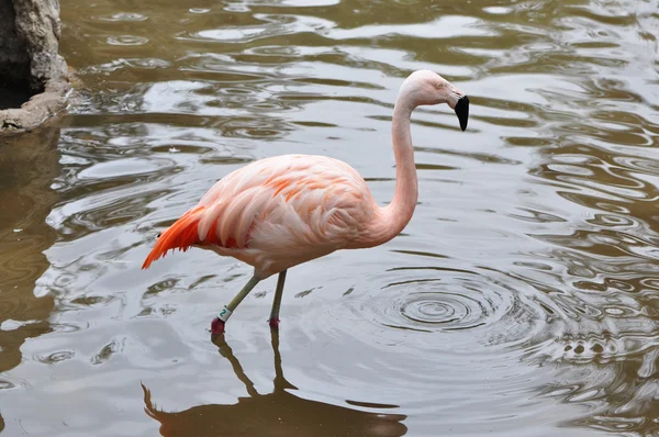 ピンクのフラミンゴ — ストック写真