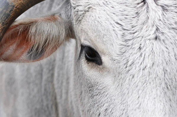 stock image White Bovine