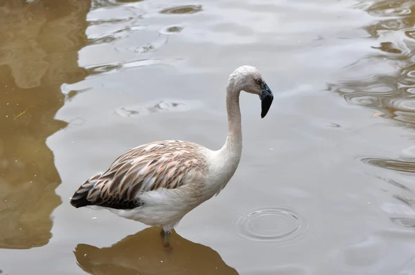 Jonge flamingo — Stockfoto