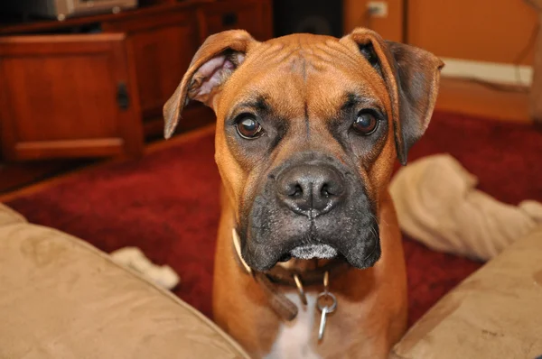 Boxer valp hund ansikte — Stockfoto