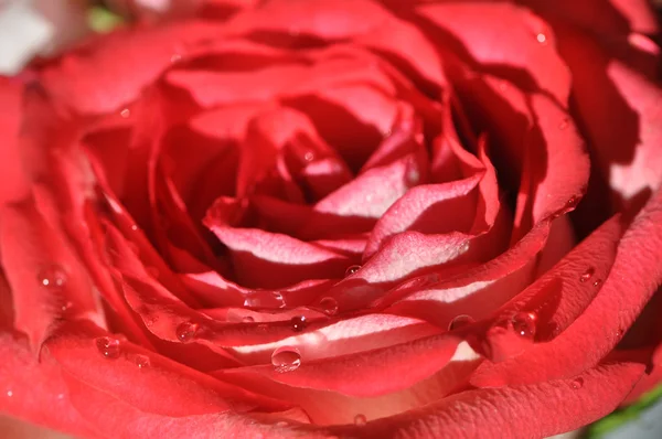 Makró piros-fehér Rózsa — Stock Fotó