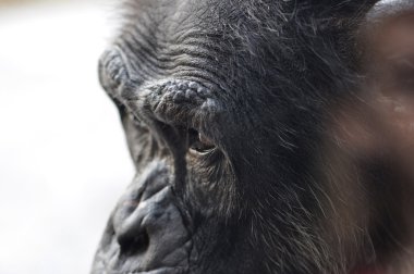 Chimpanzee in profile clipart