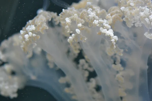 Australský strakaté medúzy — Stock fotografie
