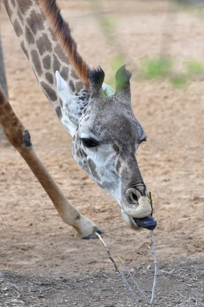 Giraffe Eating — Stock Photo, Image