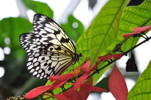 Rijstpapier vlinder — Stockfoto